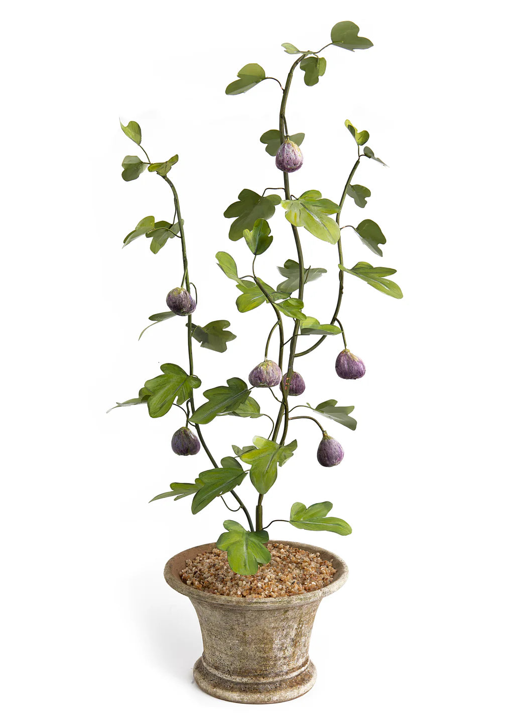 POTTED FIG TREE