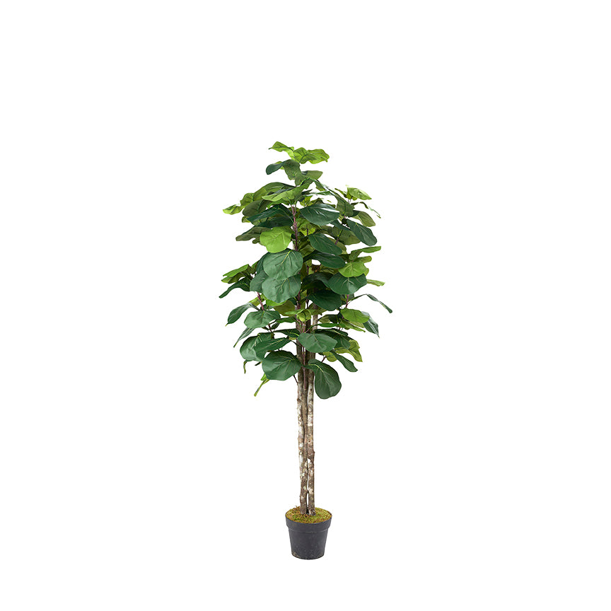 Fiddle Leaf Fig 7′