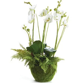 PHALAENOPSIS & FERN DROP-IN 18"