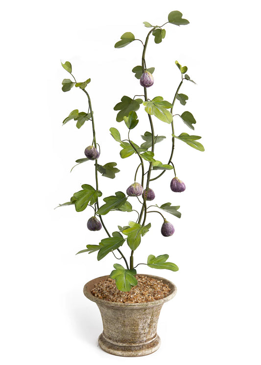 POTTED FIG TREE