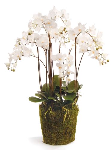 PHALAENOPSIS ORCHID DROP-IN 36"