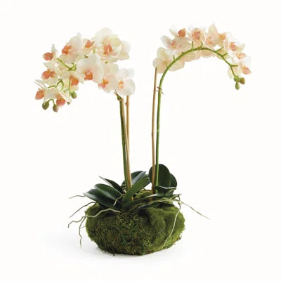 PHALAENOPSIS 16" MINI GARDEN DROP-IN