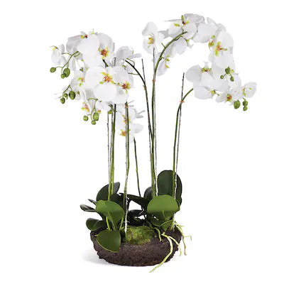 PHALAENOPSIS BOWL DROP-IN 31.5"
