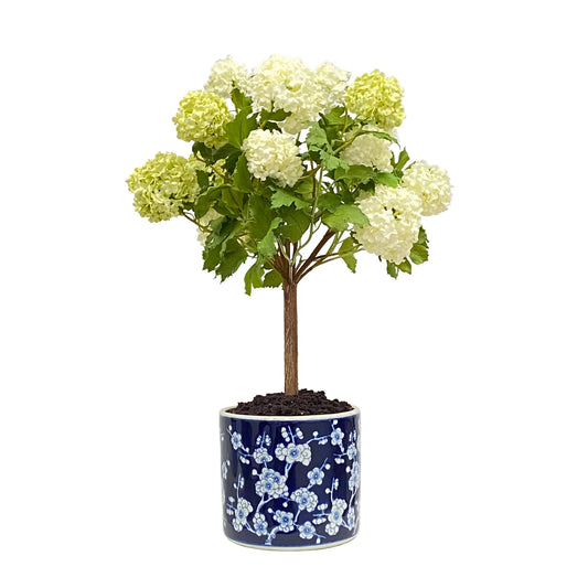 SNOWBALL IN PLUM BLOSSOM POT 27''H