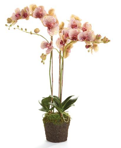 SPECKLED PINK PHALAENOPSIS ORCHID DROP-IN 32",