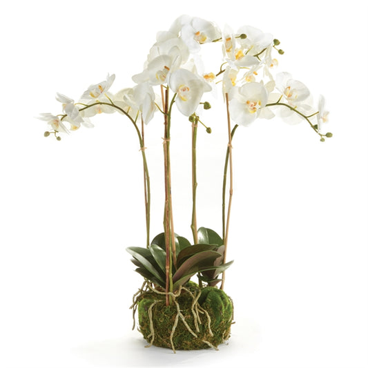 WHITE PHALAENOPSIS ORCHID BOWL DROP