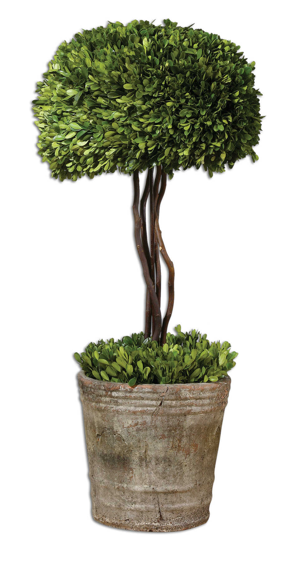 Preserved Boxwood Tree Topiary